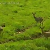 srnčia zver v prirode