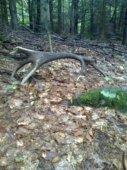 Ďaleko od zberačov