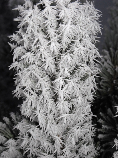 ,,kaktus handlovský