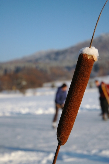 Nanuk