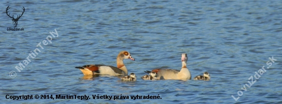 Husice nilská