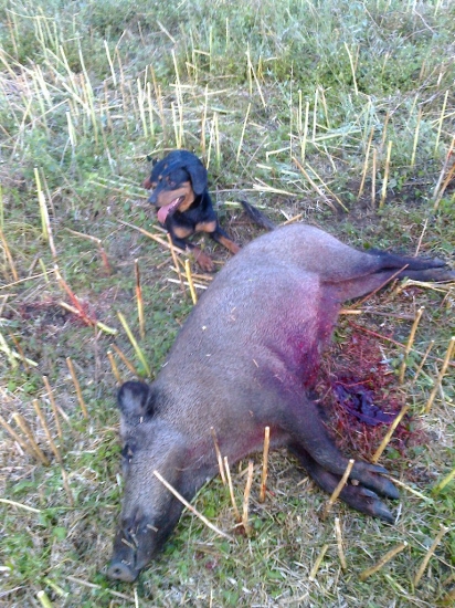 Gracy od Pavlečkovi skály