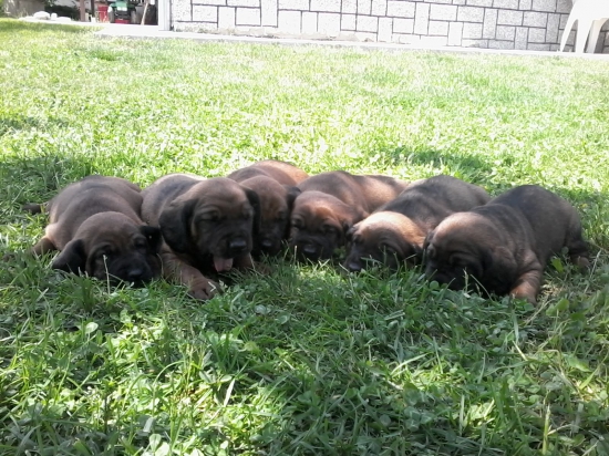 šteniatka bavorského farbiara