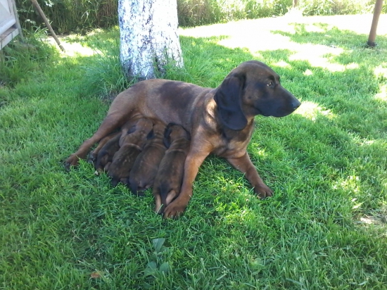 Ajda a jej šteniatka - vrh B