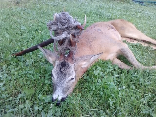 nepravy parochniar 2