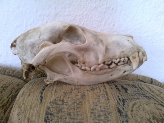 Čiastočná úprava