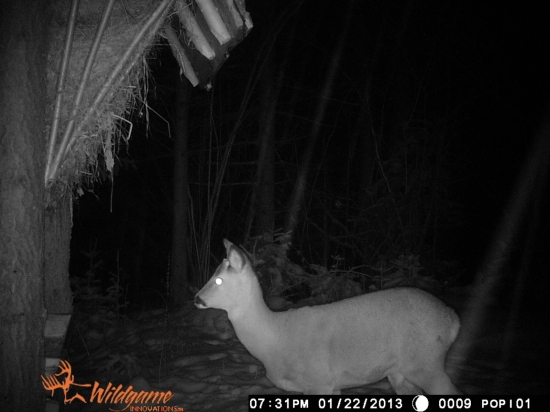 srnček