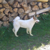 Lila