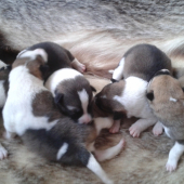 Lajky :)