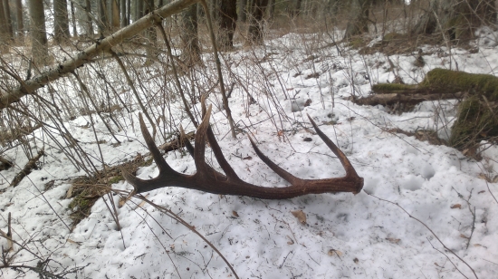 koruna ako sa patrí