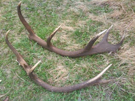 Kamaratove desatoraky