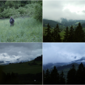 Ranné potulky za srncami