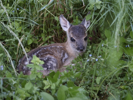 Nový pán lúky po druhé