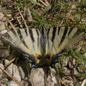 Motýlik