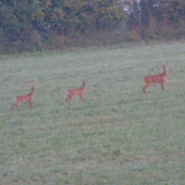 Mama srna s detúrencami