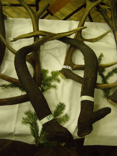 Niečo z výstavy...