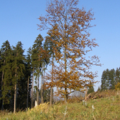 Jesenná pohodička...