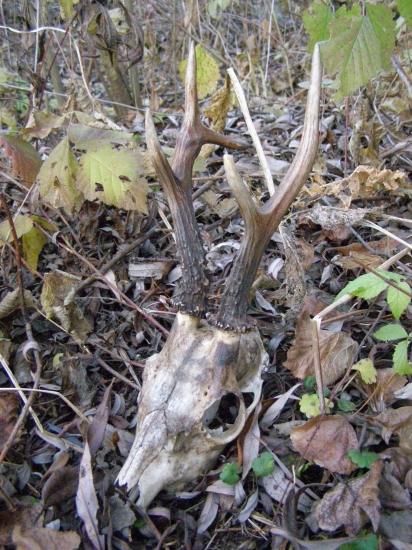 Dnešné štastie...