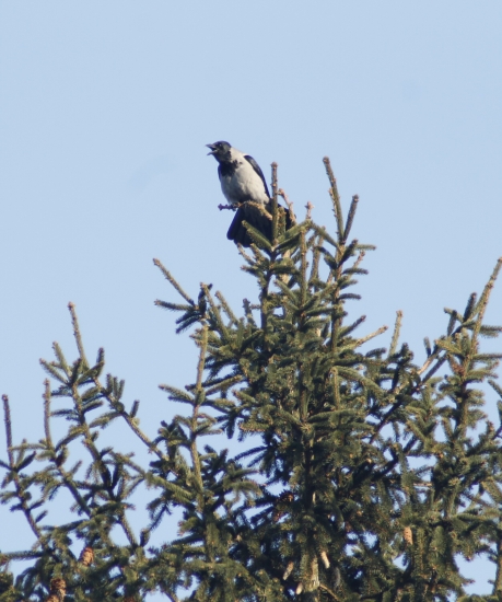 Hádal sa so mnou....