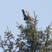 Hádal sa so mnou....