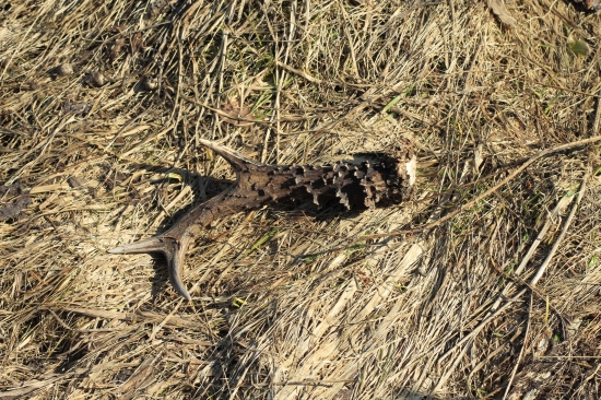 Dnešné šťastíčko...