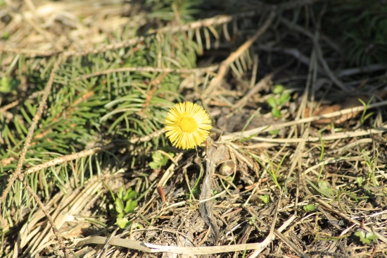 Prvé jarné slniečko....