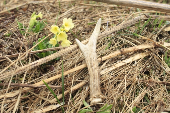 Opäť jeden srnčí...