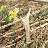 Opäť jeden srnčí...