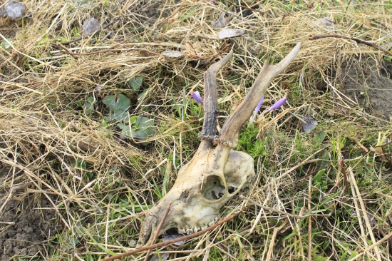 Štasie mi doprialo opäť jeden úhyn...