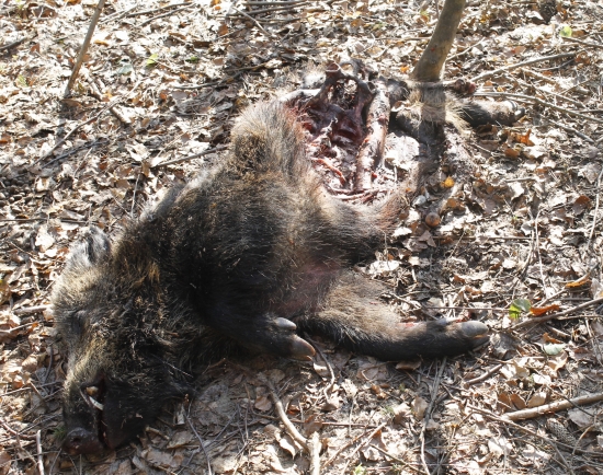 Dnešný diviačik....