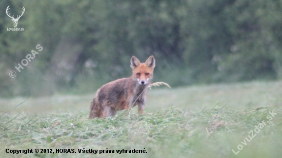 Hrdzana....