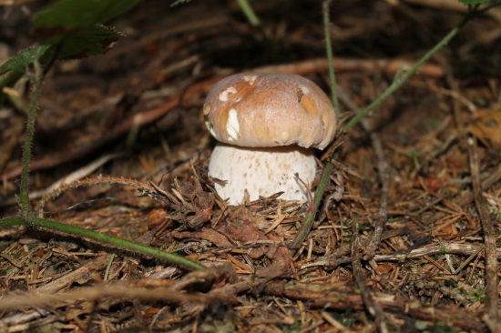 Prvý tohto ročný...