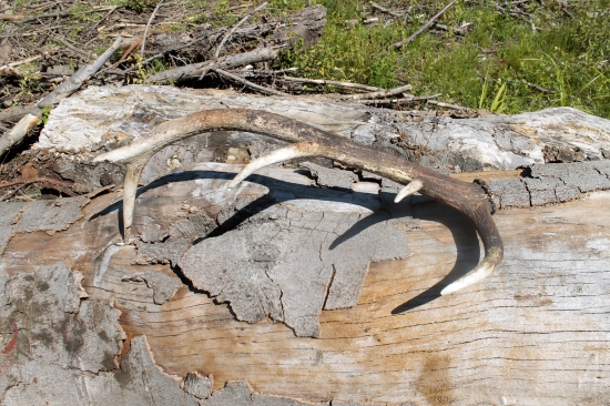 Vysokohorský starigáň....