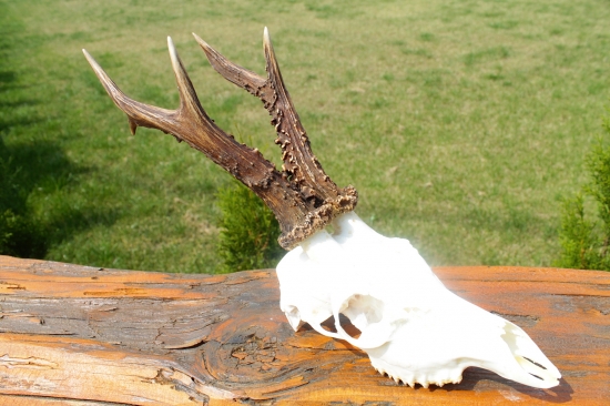 Známeho  vychodenná troječka...