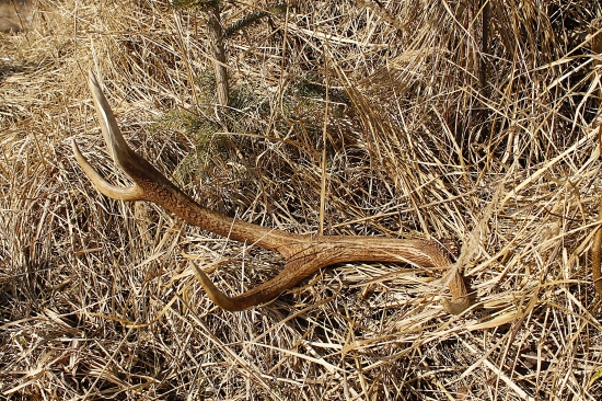 Keď sa topí sneh....