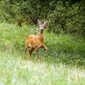 Prvá pripískana...