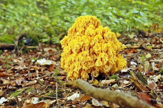 Čo to je za hubku....