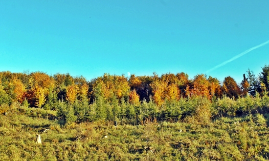 Jesená rúbaň.....