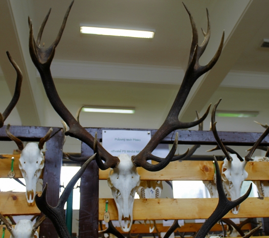 Kráľ Oravy za rok 2013/2014