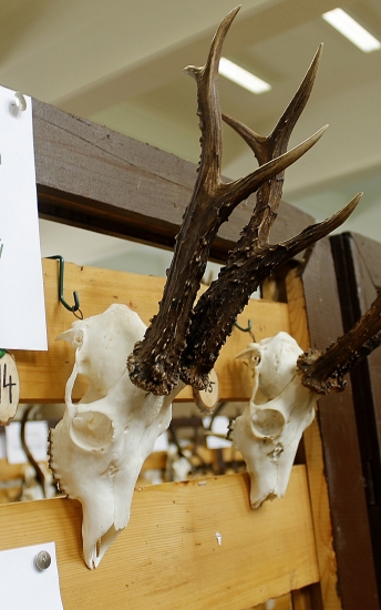 Najsilnejší srnec....