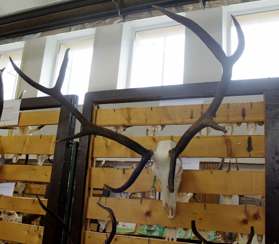 Sen každého poľovníka....