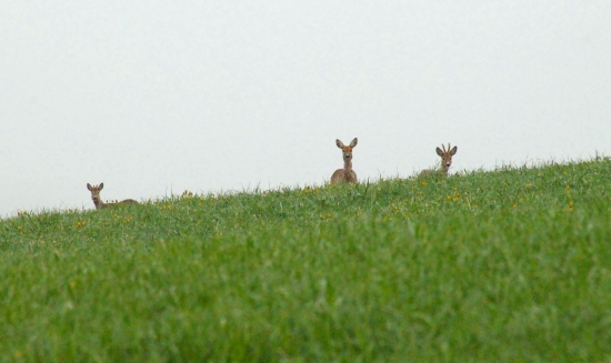 Mládenci z mamou.....