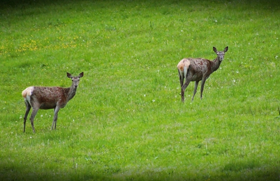 Slečna s Dámou....