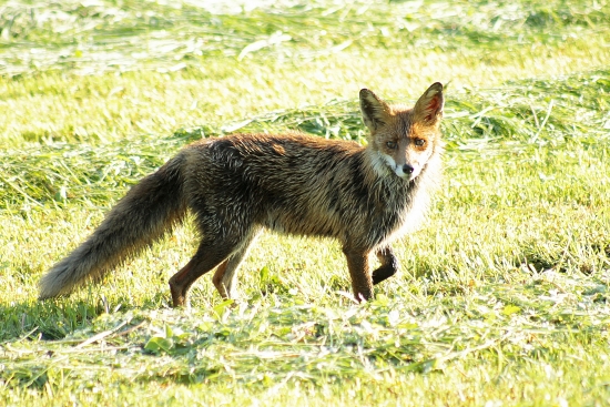 Rovno pred objektív...