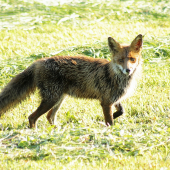 Rovno pred objektív...