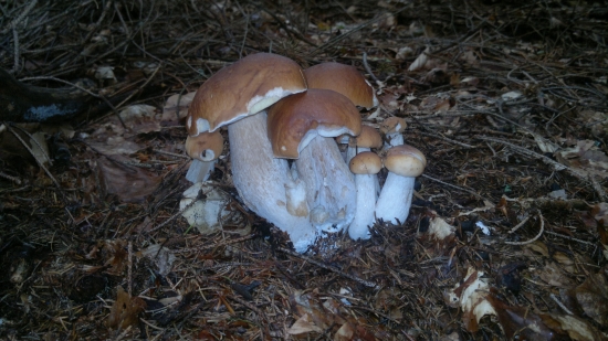 Rodinka úžastných....