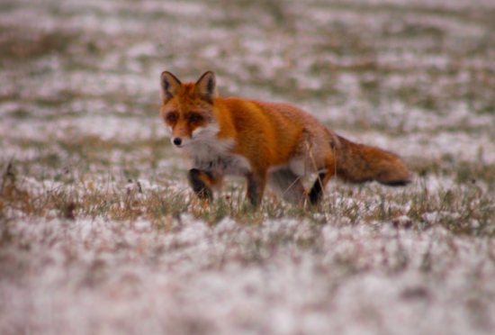 Prvá sniežiková....