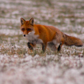 Prvá sniežiková....