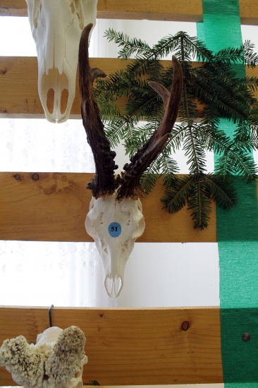 Kamošov strieborný....