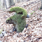 Oravský muflón....